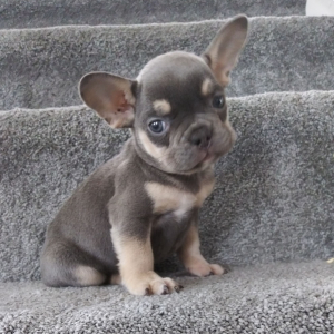 Frenchton Puppy Roxy