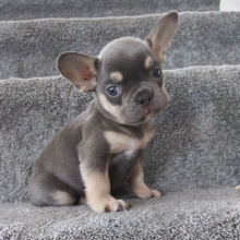 Frenchton Puppy Roxy