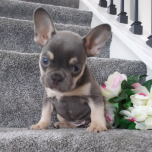 Frenchton Puppy Roxy