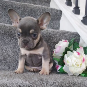 Frenchton Puppy Roxy
