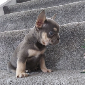 Frenchton Puppy Roxy