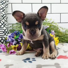 Frenchton Puppy Comet