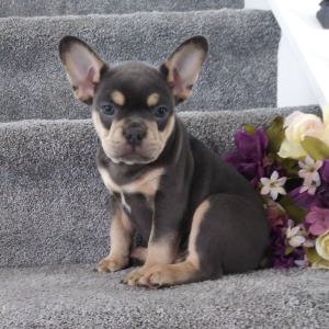 Frenchton Puppy Comet
