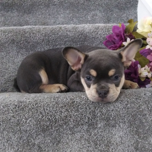 Frenchton Puppy Comet