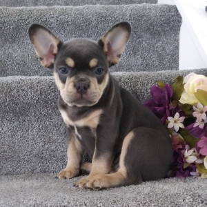Frenchton Puppy Comet