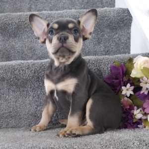 Frenchton Puppy Comet