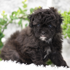 Shihpoo Puppy Ebony