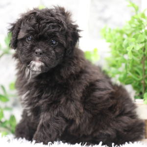Shihpoo Puppy Ebony