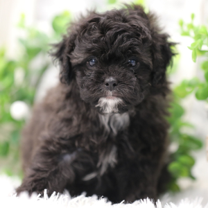 Shihpoo Puppy Ebony