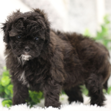 Shihpoo Puppy Ebony