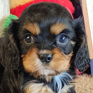 Cavalier King Charles Spaniel Puppy Desiree