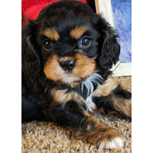 Cavalier King Charles Spaniel Puppy Desiree