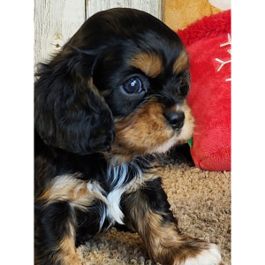 Cavalier King Charles Spaniel Puppy Desiree