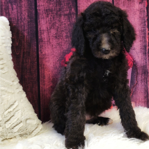 Poodle Puppy Winnie