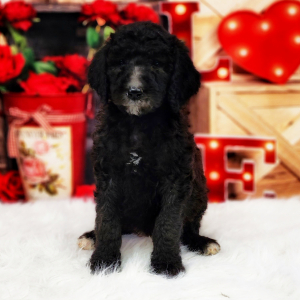 Poodle Puppy Winnie