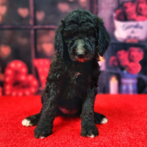 Poodle Puppy Winnie