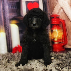 Poodle Puppy Winnie