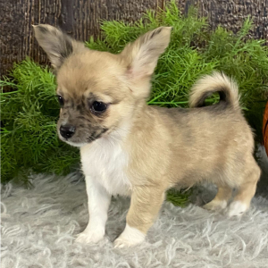 Chihuahua Puppy Rufus