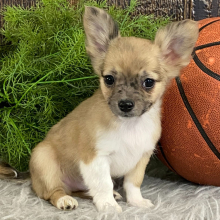 Chihuahua Puppy Rufus