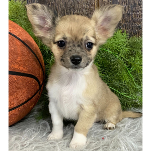 Chihuahua Puppy Rufus