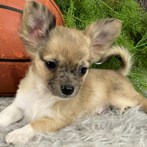 Chihuahua Puppy Rufus