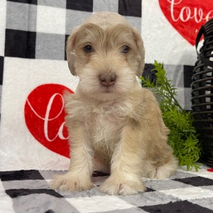 Miniature Schnauzer Puppy Elvis