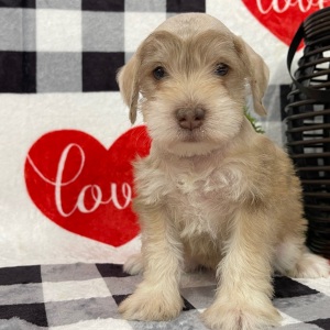 Miniature Schnauzer Puppy Elvis