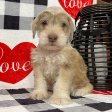 Miniature Schnauzer Puppy Elvis