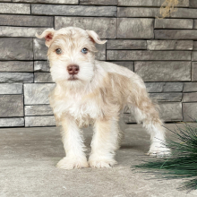 Miniature Schnauzer Puppy Elvis