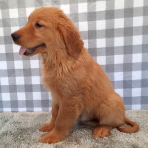 Golden Retriever Puppy Sailer