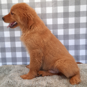 Golden Retriever Puppy Sailer