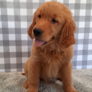 Golden Retriever Puppy Sailer
