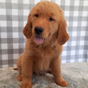 Golden Retriever Puppy Sailer