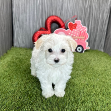 Maltese Puppy Nathan