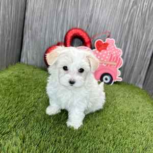 Maltese Puppy Nathan