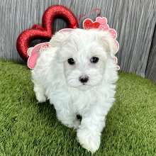Maltese Puppy Nathan