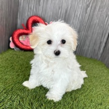 Maltese Puppy Nathan