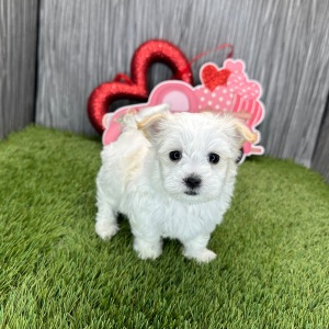 Maltese Puppy Liam