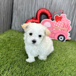 Maltese Puppy Liam