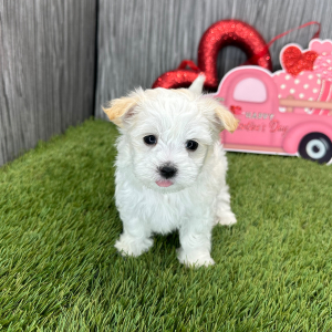 Maltese Puppy Liam