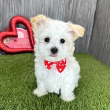 Maltese Puppy Liam