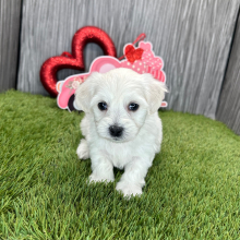 Coton de Tulear Puppy Kody