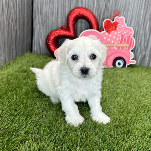 Coton de Tulear Puppy Kody