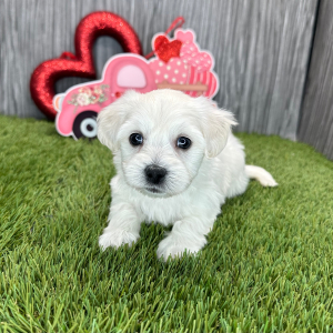 Coton de Tulear Puppy Kody