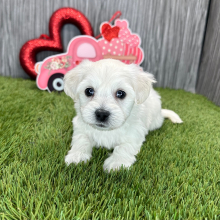 Coton de Tulear Puppy Kody