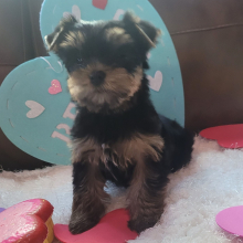 Yorkshire Terrier Puppy Josey