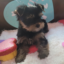 Yorkshire Terrier Puppy Josey