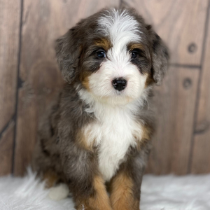 Bernedoodle Puppy Rocco