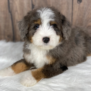 Bernedoodle Puppy Rocco
