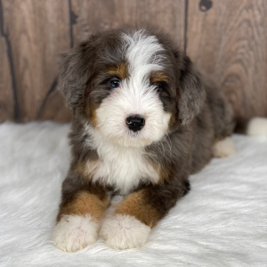 Bernedoodle Puppy Rocco